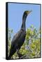 Double Crested Cormorant, Anhinga Trail, Everglades NP, Florida, Usa-Maresa Pryor-Framed Stretched Canvas