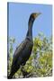 Double Crested Cormorant, Anhinga Trail, Everglades NP, Florida, Usa-Maresa Pryor-Stretched Canvas