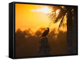 Double Crested Cormorant on Cabbage Palm, Viera Wetlands, Florida-Maresa Pryor-Framed Stretched Canvas