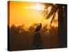 Double Crested Cormorant on Cabbage Palm, Viera Wetlands, Florida-Maresa Pryor-Stretched Canvas