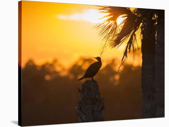 Double Crested Cormorant on Cabbage Palm, Viera Wetlands, Florida-Maresa Pryor-Stretched Canvas
