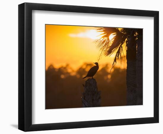 Double Crested Cormorant on Cabbage Palm, Viera Wetlands, Florida-Maresa Pryor-Framed Photographic Print