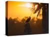 Double Crested Cormorant on Cabbage Palm, Viera Wetlands, Florida-Maresa Pryor-Stretched Canvas