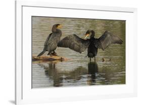 Double-crested cormorant pair-Ken Archer-Framed Photographic Print