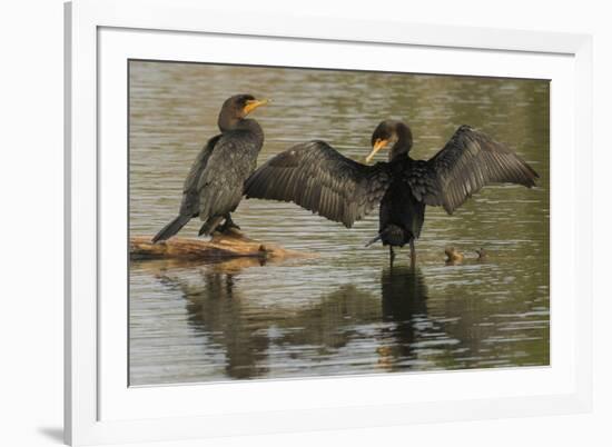 Double-crested cormorant pair-Ken Archer-Framed Photographic Print