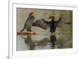 Double-crested cormorant pair-Ken Archer-Framed Photographic Print