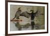 Double-crested cormorant pair-Ken Archer-Framed Photographic Print