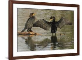 Double-crested cormorant pair-Ken Archer-Framed Photographic Print