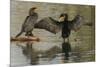 Double-crested cormorant pair-Ken Archer-Mounted Photographic Print