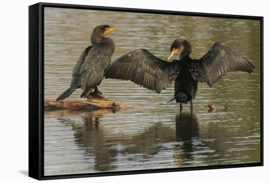 Double-crested cormorant pair-Ken Archer-Framed Stretched Canvas