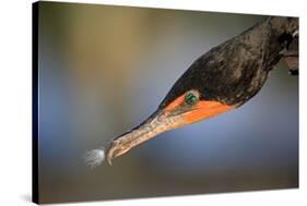 Double-crested Cormorant (Phalacrocorax auritus) adult, Wakodahatchee Wetlands-Jurgen & Christine Sohns-Stretched Canvas