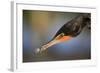 Double-crested Cormorant (Phalacrocorax auritus) adult, Wakodahatchee Wetlands-Jurgen & Christine Sohns-Framed Photographic Print