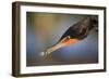 Double-crested Cormorant (Phalacrocorax auritus) adult, Wakodahatchee Wetlands-Jurgen & Christine Sohns-Framed Photographic Print