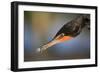 Double-crested Cormorant (Phalacrocorax auritus) adult, Wakodahatchee Wetlands-Jurgen & Christine Sohns-Framed Photographic Print