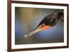 Double-crested Cormorant (Phalacrocorax auritus) adult, Wakodahatchee Wetlands-Jurgen & Christine Sohns-Framed Photographic Print