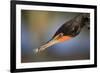 Double-crested Cormorant (Phalacrocorax auritus) adult, Wakodahatchee Wetlands-Jurgen & Christine Sohns-Framed Photographic Print