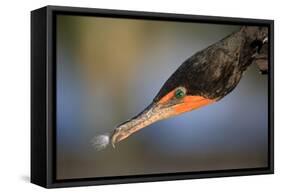 Double-crested Cormorant (Phalacrocorax auritus) adult, Wakodahatchee Wetlands-Jurgen & Christine Sohns-Framed Stretched Canvas