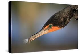 Double-crested Cormorant (Phalacrocorax auritus) adult, Wakodahatchee Wetlands-Jurgen & Christine Sohns-Stretched Canvas