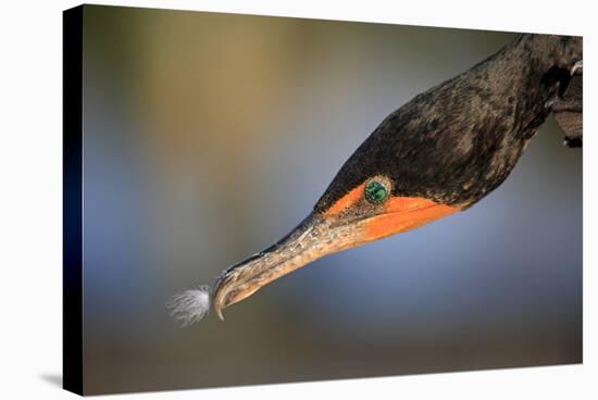 Double-crested Cormorant (Phalacrocorax auritus) adult, Wakodahatchee Wetlands-Jurgen & Christine Sohns-Stretched Canvas