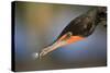 Double-crested Cormorant (Phalacrocorax auritus) adult, Wakodahatchee Wetlands-Jurgen & Christine Sohns-Stretched Canvas