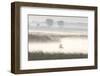 Double-crested Cormorant (Phalacrocorax auritus) two, North Dakota-Daphne Kinzler-Framed Photographic Print