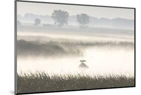 Double-crested Cormorant (Phalacrocorax auritus) two, North Dakota-Daphne Kinzler-Mounted Photographic Print