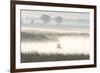 Double-crested Cormorant (Phalacrocorax auritus) two, North Dakota-Daphne Kinzler-Framed Photographic Print