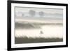 Double-crested Cormorant (Phalacrocorax auritus) two, North Dakota-Daphne Kinzler-Framed Photographic Print