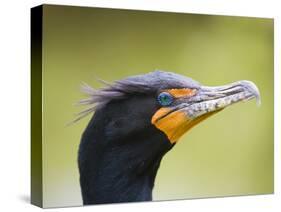 Double Crested Cormorant-Ethan Welty-Stretched Canvas