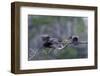 Double-Crested Cormorant-Gary Carter-Framed Photographic Print