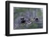 Double-Crested Cormorant-Gary Carter-Framed Photographic Print