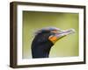 Double Crested Cormorant-Ethan Welty-Framed Photographic Print