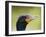 Double Crested Cormorant-Ethan Welty-Framed Photographic Print