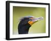 Double Crested Cormorant-Ethan Welty-Framed Photographic Print