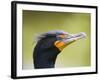 Double Crested Cormorant-Ethan Welty-Framed Photographic Print