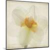 Double Daffodil I-Judy Stalus-Mounted Art Print