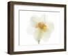 Double Daffodil II-Judy Stalus-Framed Art Print