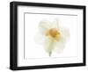 Double Daffodil II-Judy Stalus-Framed Art Print