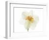 Double Daffodil II-Judy Stalus-Framed Art Print