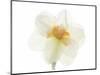 Double Daffodil II-Judy Stalus-Mounted Art Print