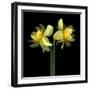 Double daffodils II-Magda Indigo-Framed Photographic Print