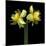 Double daffodils II-Magda Indigo-Mounted Photographic Print