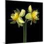 Double daffodils II-Magda Indigo-Mounted Photographic Print