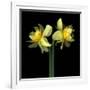 Double daffodils II-Magda Indigo-Framed Photographic Print