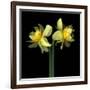 Double daffodils II-Magda Indigo-Framed Photographic Print