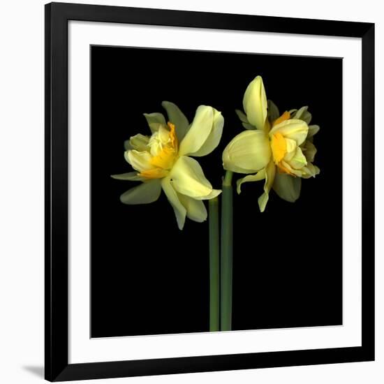Double daffodils II-Magda Indigo-Framed Photographic Print