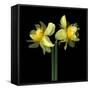 Double daffodils II-Magda Indigo-Framed Stretched Canvas