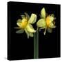 Double daffodils II-Magda Indigo-Stretched Canvas