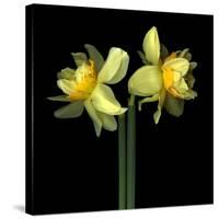 Double daffodils II-Magda Indigo-Stretched Canvas