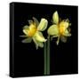 Double daffodils II-Magda Indigo-Framed Stretched Canvas